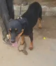 Rottweiler Mai Tsarki - Mace Mai Sama Da Shekara 1 - 2