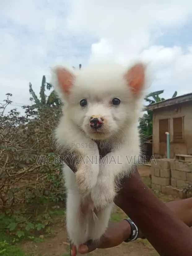 1-3 Month Male Purebred American Eskimo Puppy - 1