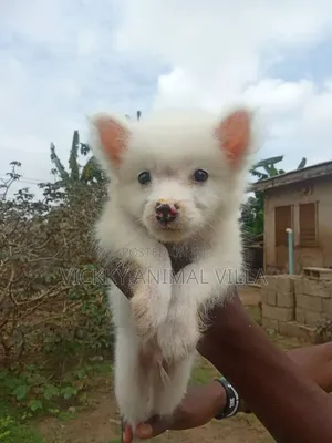 1-3 Month Male Purebred American Eskimo Puppy