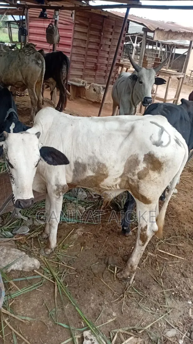 Cows and Live Chickens - 1