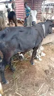 Cows and Live Chickens - 2
