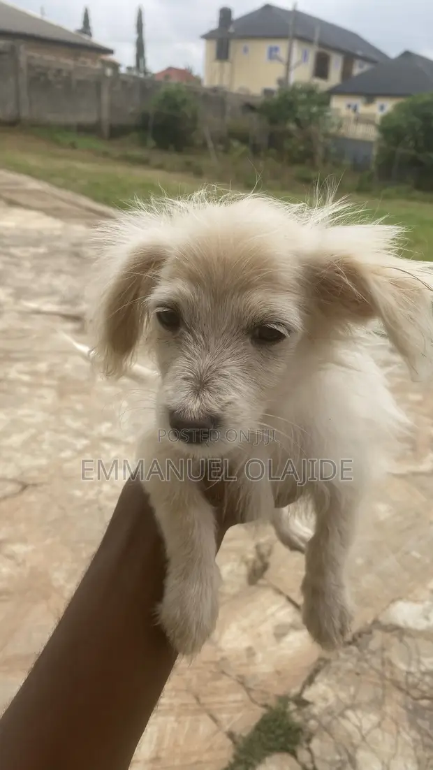 American Eskimo Puppy - 3 Months Old - 1