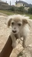 Kare American Eskimo - Watan Wata 3 - 1