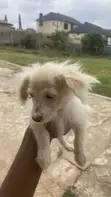 Kare American Eskimo - Watan Wata 3 - 2