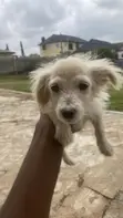 Kare American Eskimo - Watan Wata 3 - 3