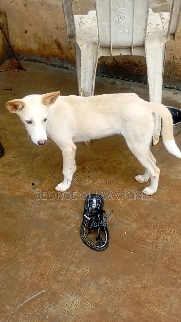 3-6 Month Male Mixed Breed American Eskimo - 1