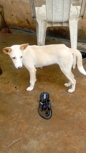 3-6 Month Male Mixed Breed American Eskimo