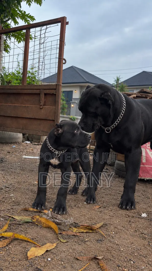 Purebred Cane Corso Puppy, 1-3 Months Old - 1