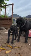 Purebred Cane Corso Puppy, 1-3 Months Old - 1