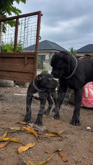 Purebred Cane Corso Puppy, 1-3 Months Old