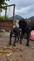 Purebred Cane Corso Puppy, 1-3 Months Old - 2