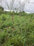 Mixed-Use Land with C of O in Ido - 2