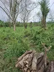 Mixed-Use Land with C of O in Ido - 4