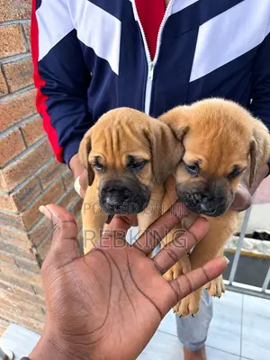Kare-karen Boerboel Na Gaskiya - Watan 1-3