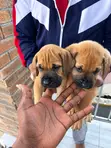 Kare-karen Boerboel Na Gaskiya - Watan 1-3 - 1