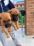 Kare-karen Boerboel Na Gaskiya - Watan 1-3 - 2