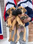 Kare-karen Boerboel Na Gaskiya - Watan 1-3 - 3