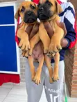 Kare-karen Boerboel Na Gaskiya - Watan 1-3 - 4