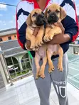 Kare-karen Boerboel Na Gaskiya - Watan 1-3 - 5
