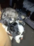Karengiyar Lhasa Apso Mai Kyau - Wata 1-3 - 1