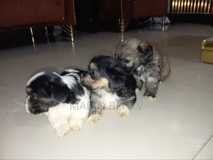 Karengiyar Lhasa Apso Mai Kyau - Wata 1-3