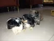 Karengiyar Lhasa Apso Mai Kyau - Wata 1-3 - 2