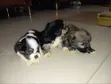Karengiyar Lhasa Apso Mai Kyau - Wata 1-3 - 3