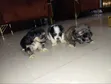 Karengiyar Lhasa Apso Mai Kyau - Wata 1-3 - 4