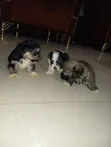 Karengiyar Lhasa Apso Mai Kyau - Wata 1-3 - 5