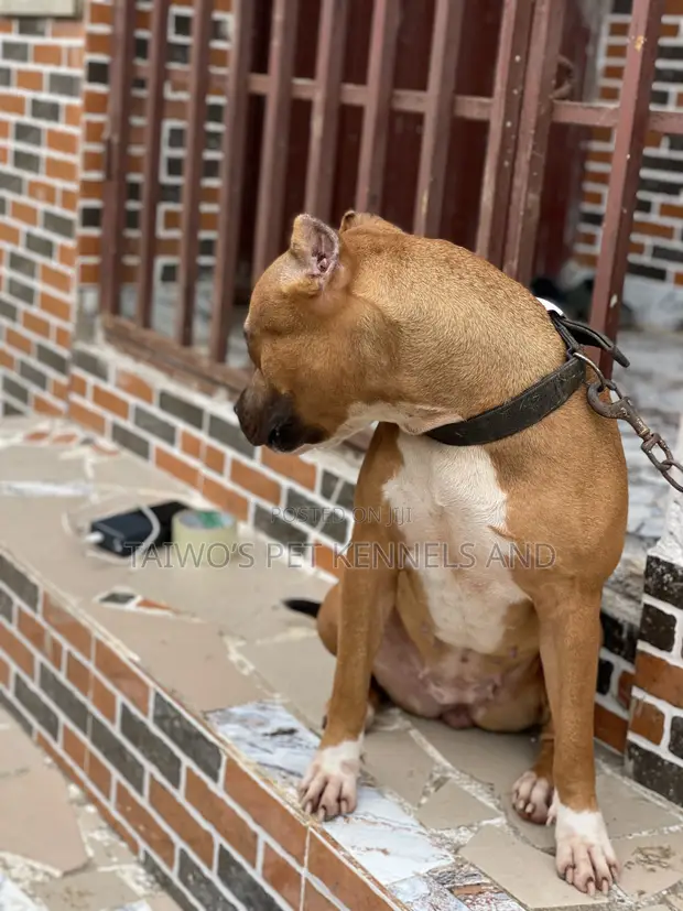 14-Wata Tsohuwar Mace Mai Tsarkin Jinin American Pit Bull Terrier - 1