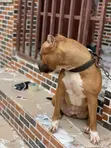 14-Wata Tsohuwar Mace Mai Tsarkin Jinin American Pit Bull Terrier - 1