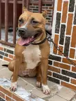 14-Wata Tsohuwar Mace Mai Tsarkin Jinin American Pit Bull Terrier - 2