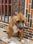 14-Wata Tsohuwar Mace Mai Tsarkin Jinin American Pit Bull Terrier - 3