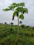 Exclusive Land Groups: 6 Plots / 1 Acre Land for Sale in Sapade, Ogun State - 4
