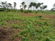 Exclusive Land Groups: 6 Plots / 1 Acre Land for Sale in Sapade, Ogun State - 5