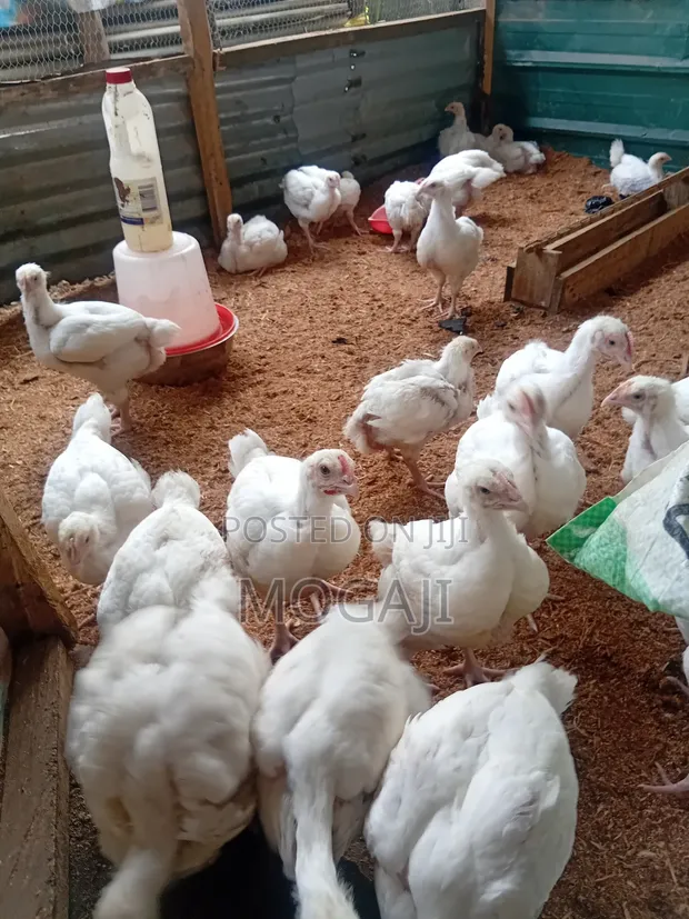 4-Week Old Broiler Chickens Available - 1