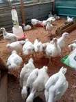 4-Week Old Broiler Chickens Available - 2