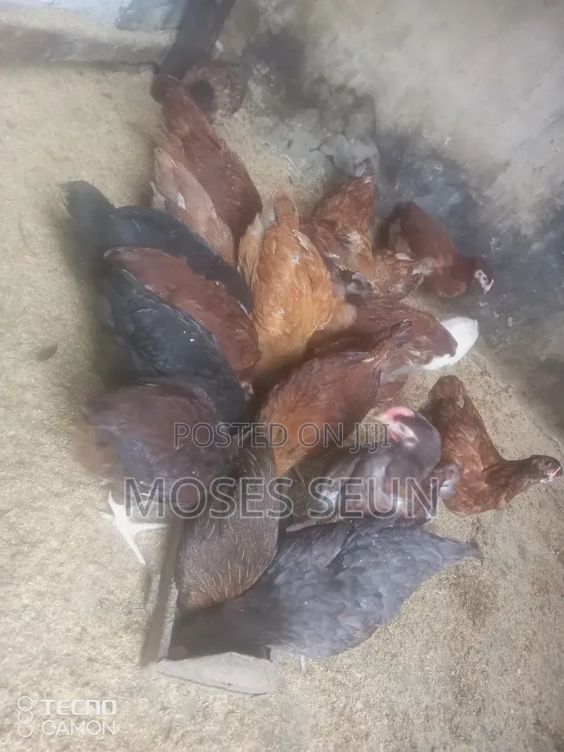 Broilers, Noilers, Turkey, Rabbits, Sheep, and Goats - 1