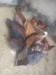 Broilers, Noilers, Turkey, Rabbits, Sheep, and Goats - 1