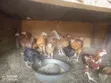 Broilers, Noilers, Turkey, Rabbits, Sheep, and Goats - 2