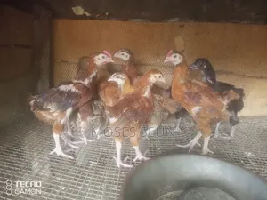 Broilers, Noilers, Turkey, Rabbits, Sheep, and Goats
