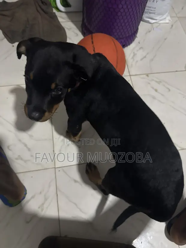Rottweiler Zuri, 'Yar Wata 3-6 - 1