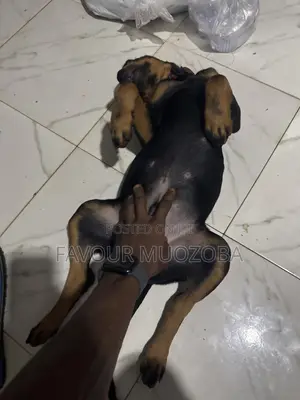 Rottweiler Zuri, 'Yar Wata 3-6