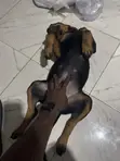 Rottweiler Zuri, 'Yar Wata 3-6 - 2