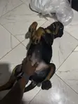 Rottweiler Zuri, 'Yar Wata 3-6 - 3