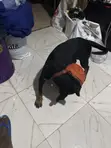 Rottweiler Zuri, 'Yar Wata 3-6 - 4