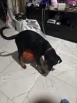 Rottweiler Zuri, 'Yar Wata 3-6 - 5