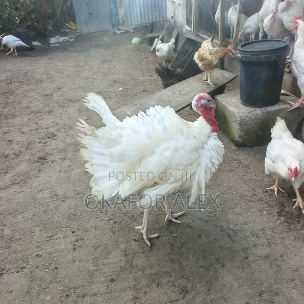 Foreign and Local Turkeys for Sale - 1
