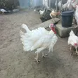 Foreign and Local Turkeys for Sale - 1