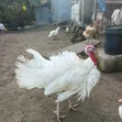 Foreign and Local Turkeys for Sale - 2